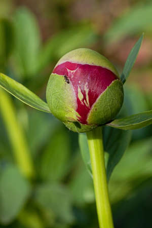 Red peony flower in the garden around Moscow.の写真素材