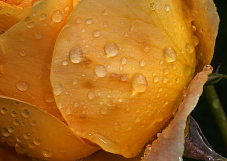 Yellow flower in the garden around Moscow.の写真素材