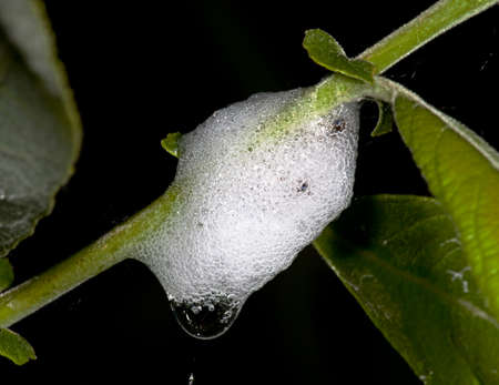 Cocoon spittlebug in the foam on a branchの写真素材