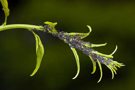 Aphid living and grey bag on a green thistle bushの写真素材