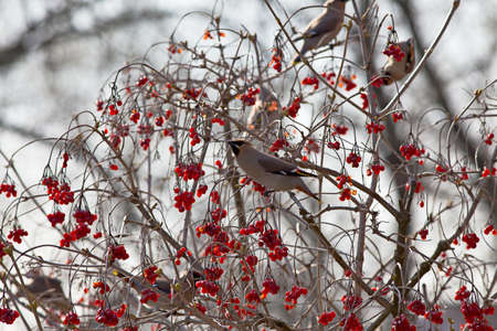 Bird waxwing, a winter migrant sits in a tree full of berriesの写真素材