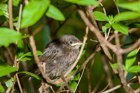 Nestling birds in the bush