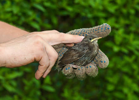 Nestling birds in the man's handの写真素材