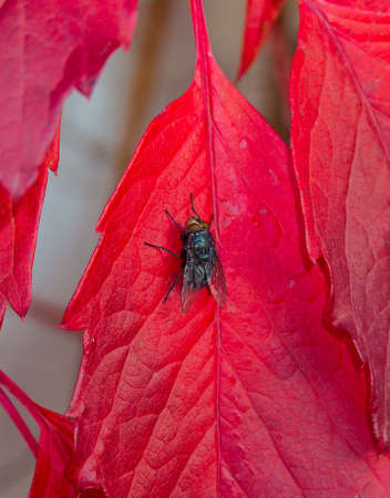 Fly sitting on red leaflet in the garden