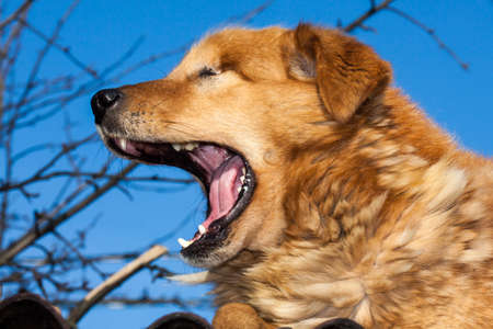 The dog yawns on a background of blue skyの写真素材