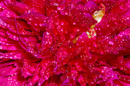 Red peony flower in garden in summerの写真素材