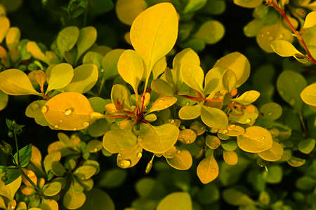 The sprouts of barberry in the spring