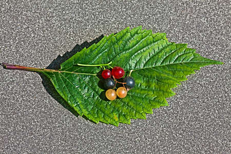 Multicolored currant on leaf at the concreteの写真素材