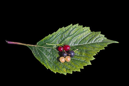 Multicolored currant on leaf with blackの写真素材