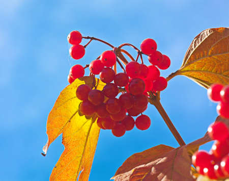 Red berries of a guelder-rose with waters drops after the rainの写真素材