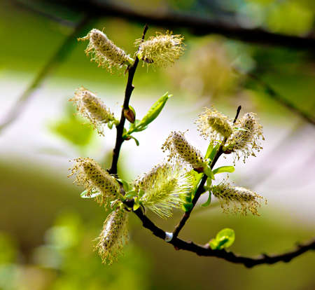 Flowers willow spring (Salix) in the garden