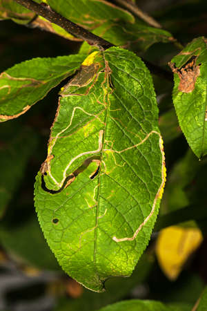 Leaves are eaten away caterpillars with larves
