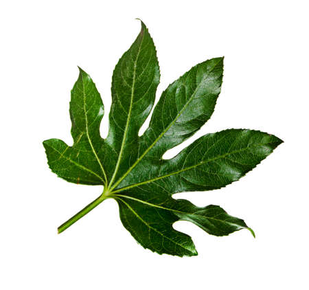 Leaf green isolated on whiteの写真素材