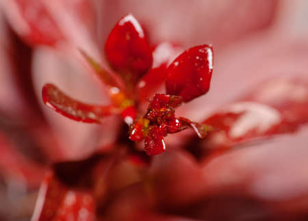 The sprouts of barberry in the springの写真素材