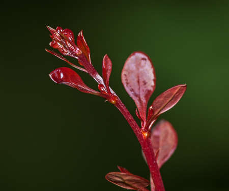 The sprouts of barberry in the spring