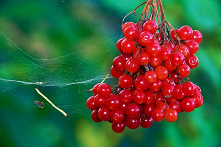 Red berries of a guelder-rose with waters drops after the rainの写真素材