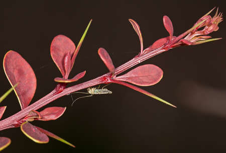 The sprouts of barberry in the springの写真素材