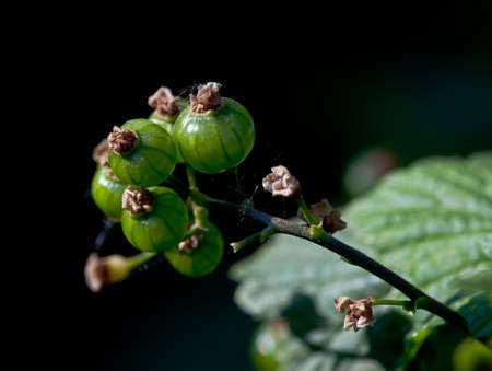Green gooseberry on a bed in the gardenの写真素材