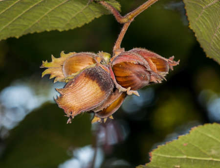 The fruit nut autumn bushの写真素材