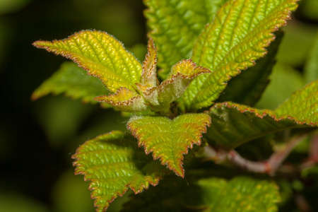 Young shoots of raspberries in the garten at Spring