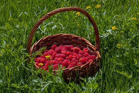 Red raspberries in a basket in the sunの写真素材