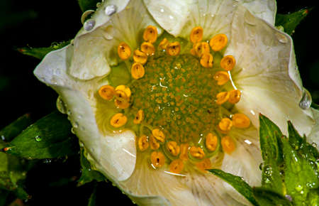 White flower of a strawberry with drops of rain waterの写真素材