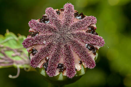 The Bud of a pion flower in the garden in summerの写真素材