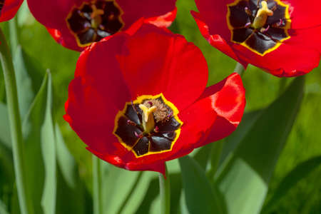 Red Tulip flower in the garden in summerの写真素材