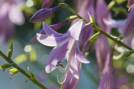 Pink flower Hosta in the garden  in summerの写真素材