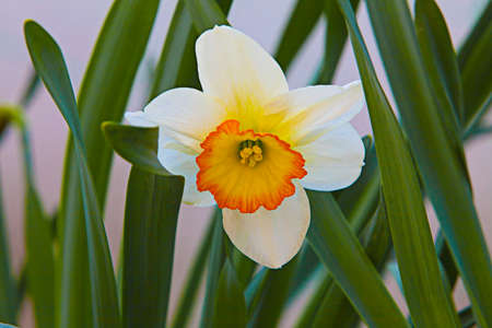 Yellow Narcissus flower in the garden in summerの写真素材