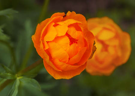 Red flower trollius in the garden in summer