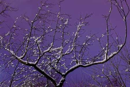 Branch on a background of the violet skyの写真素材