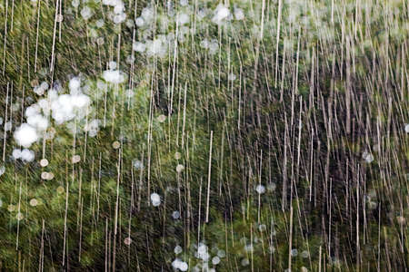 Texture heavy rain summer in the woods