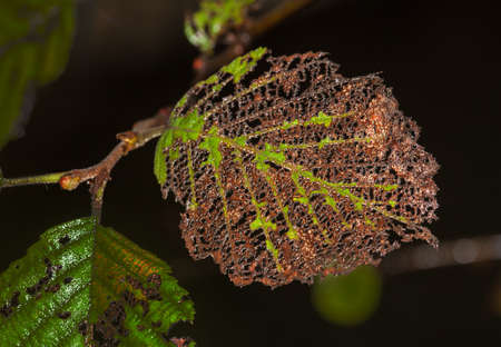 Leaves are eaten away caterpillars with larvesの写真素材