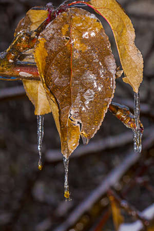 Thawing icicles drippingの写真素材