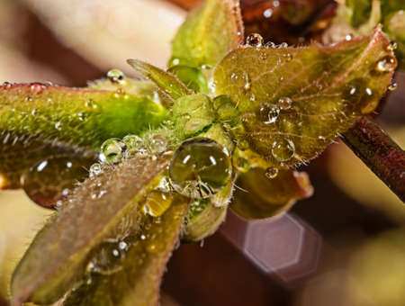 Water drops on leaves after a rain