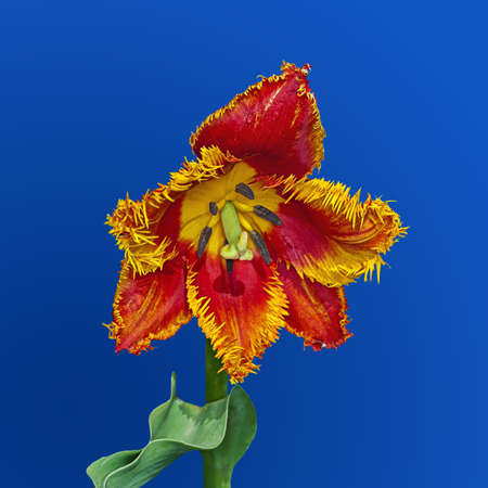 Flower tulip terry in the spring blossoming at the beginning of the dayの写真素材