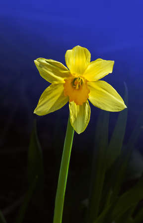 Yellow Narcissus flower in the garden in springtimeの写真素材