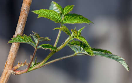 Young leaves on the branches of currant in Garten at springの写真素材