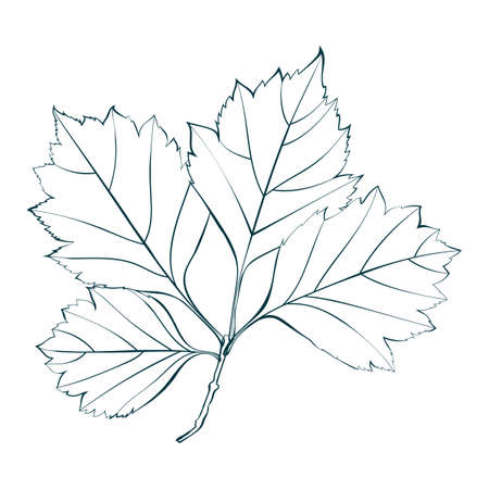 Botanical elm green leaves contour isolated on white background. Simple cartoon flat style vector illustration.のイラスト素材