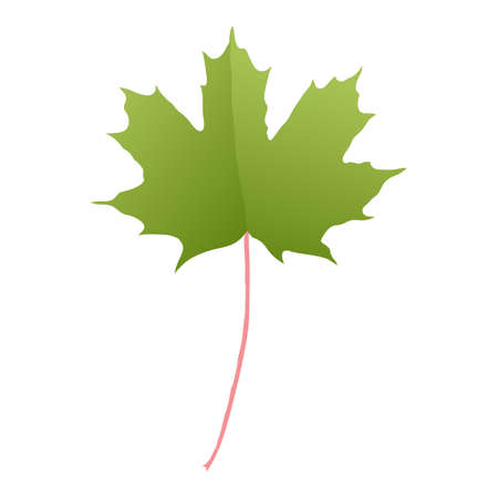 Green maple leaf isolated on white background. Simple cartoon flat style vector illustration.のイラスト素材
