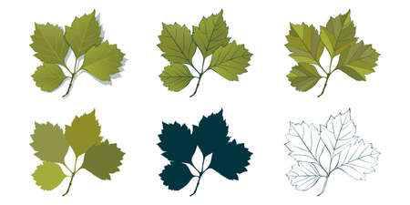 Big set of vector leaf shapes drawing in different styles: hand-drawn sketch, silhouette, flat, cartoon are isolated on white background. Elm branch with green leaves coloring sheet.のイラスト素材