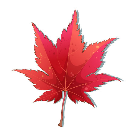 Hand-drawn autumn colored red maple fall leafのイラスト素材