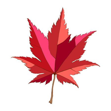 Hand-drawn autumn colored red maple leafのイラスト素材
