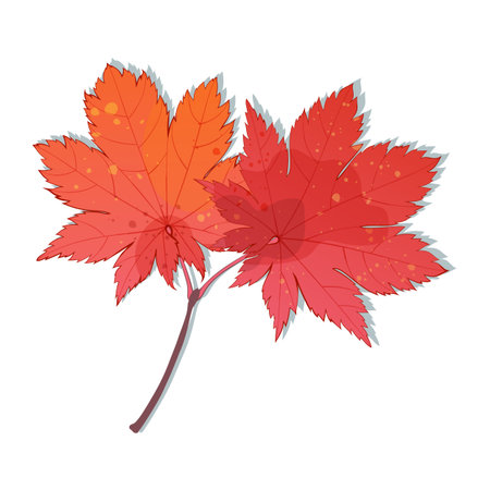 Hand-drawn autumn colored red maple leavesのイラスト素材
