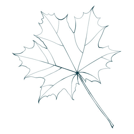 Hand-drawn linear maple leafのイラスト素材