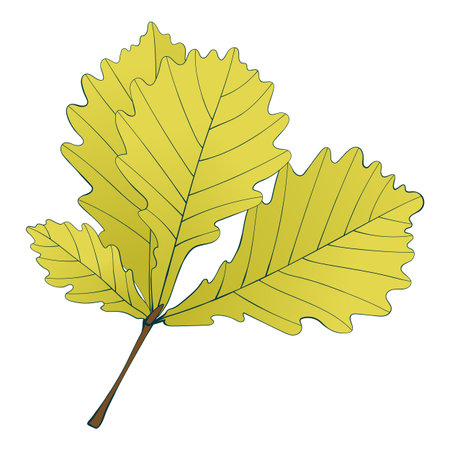 Green-yellow autumn colored oak leavesのイラスト素材