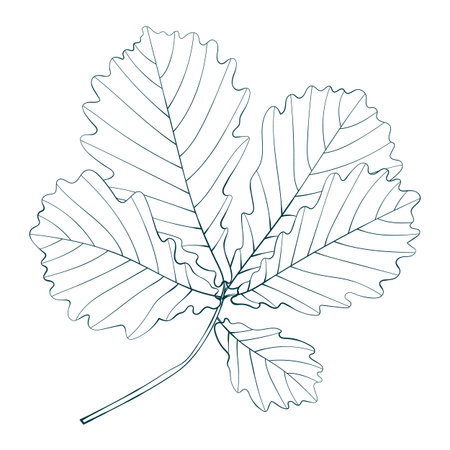 Hand-drawn sketch of oak leaves brunchのイラスト素材