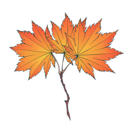 Hand-drawn red-yellow colored golden autumn maple leaves isolated on white background. Flat and line style vector illustration.のイラスト素材