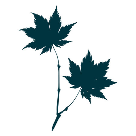 Hand-drawn two maple leaves silhouetteのイラスト素材